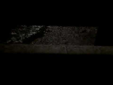 GROSSE NEIGE SUR LES SOLS LILLOIS ❄LE 08/02/2021