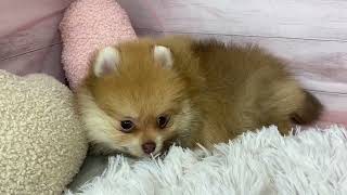 ポメラニアンの動画01