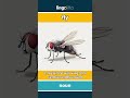 fly - a small insect with wings t... video thumbnail