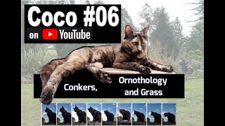 #6   Coco Conkers Birds and Grass