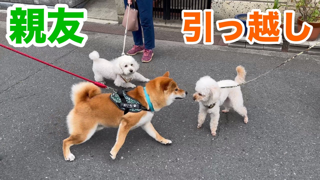 大好きな親友の引っ越し