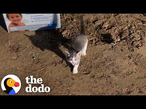Kittens Left In A Diaper Box Find The Perfect Families | The Dodo