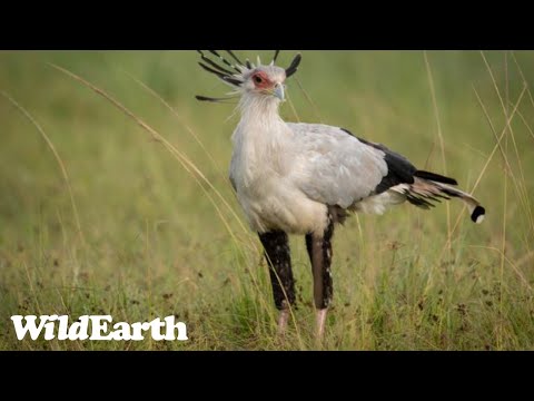 SafariLIVE Sunrise - 08 May 2024