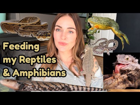 Feeding ALL of my Pet Reptiles!