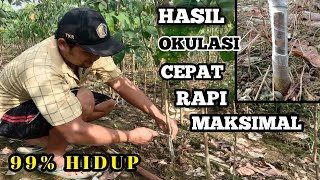 Download lagu The Correct Way to Graft Rubber Trees mp3 Download lagu The Correct Way to Graft Rubber Trees mp3