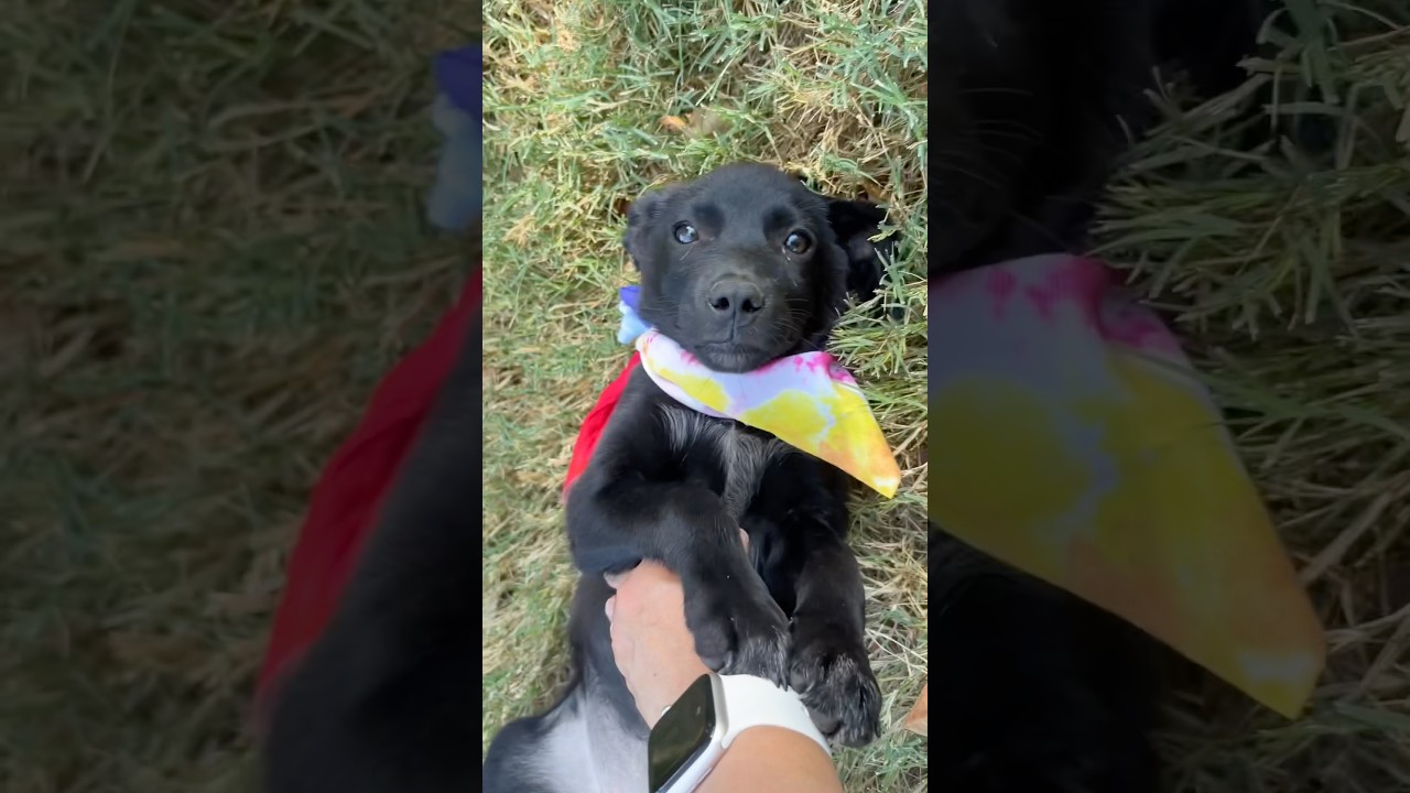 Dumpling, an adopted mixed breed in Columbus , OH video 6/6