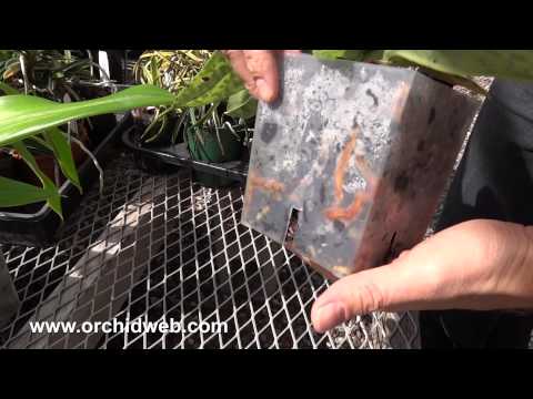 OrchidWeb - Rand's Aircone Pots