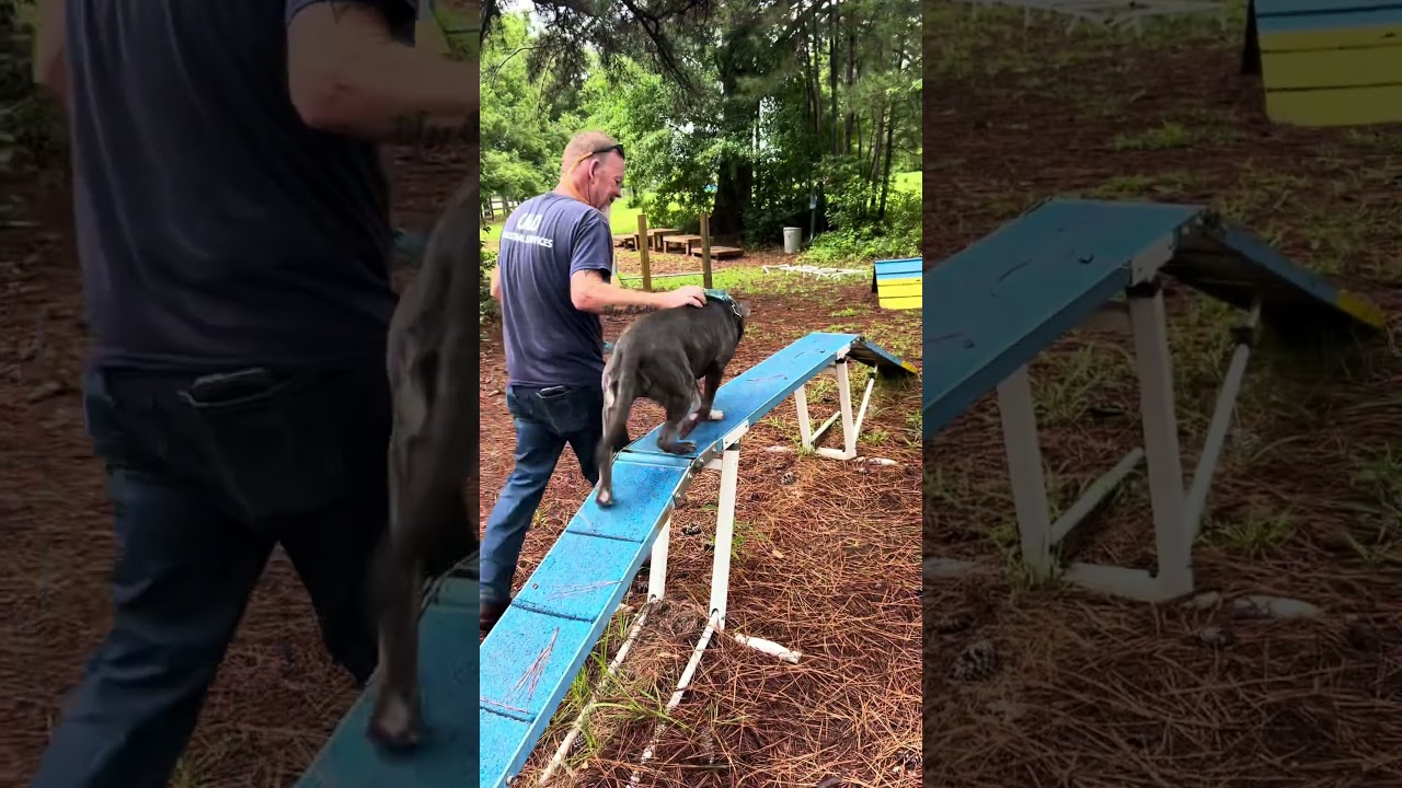 Dixie, a ADOPTABLE American Staffordshire Terrier in Milner, GA video 5/6