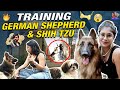 Training German Shepherd Shih Tzu