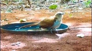 a alma de gato chegou para tomar um banho