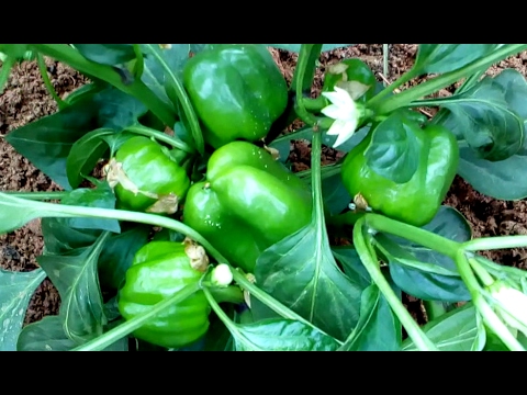 How to grow green capsicum