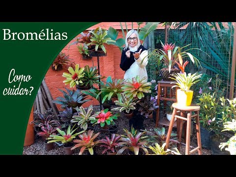 How to care for bromeliads | Flávia Kremer