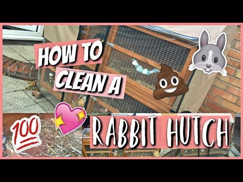 HOW TO: Clean A Rabbit Hutch | RosieBunneh