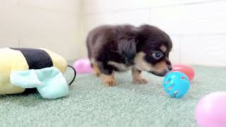 ハーフ犬の動画01