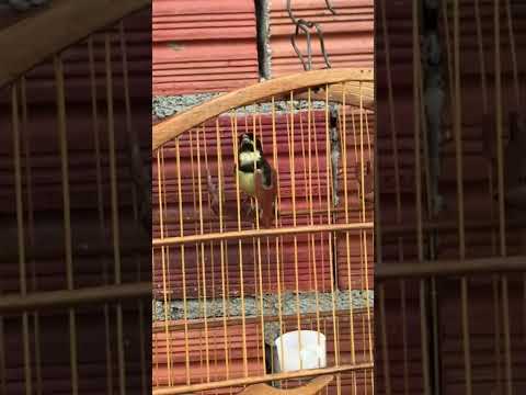 Coleiro laranjeira que agrada demais