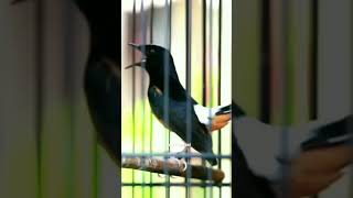 Download lagu Tembakan murai batu isian lovebird mp3