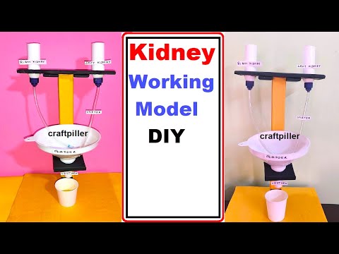 human digestive system working model 3d science project for science exhibition diy howtofunda