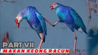 Download lagu 🔴#Pikat Suara Burung Mandar Biru Asli Sangat Jernih dan Ampuh Untuk Memancing Jantan dan Betina‼️ mp3 Download lagu 🔴#Pikat Suara Burung Mandar Biru Asli Sangat Jernih dan Ampuh Untuk Memancing Jantan dan Betina‼️ mp3