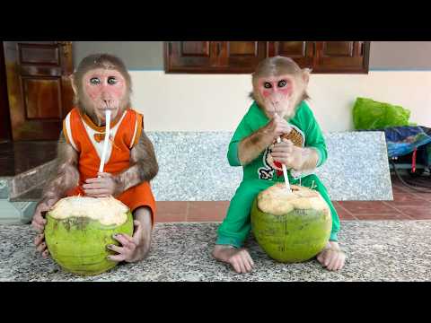 Luk und Cubis waren hilflos und baten ihren Vater um Hilfe beim Kokosnusspflücken.