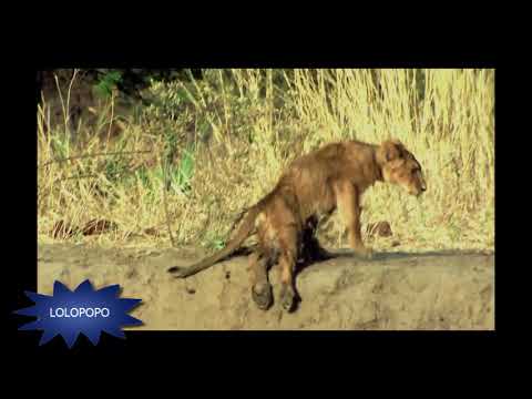 The Surviving Story of Paralyzed Lion's cub