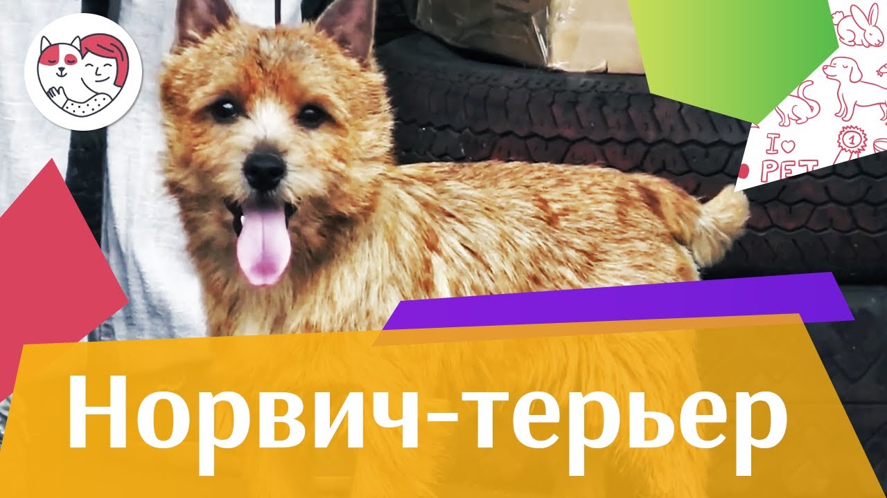 Норвич-терьер на ilikepet. Особенности породы, уход