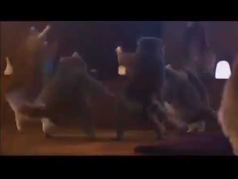 raccoons having a dance party to a song that goes, "look at the coons, always coonin' for YEWWW!"