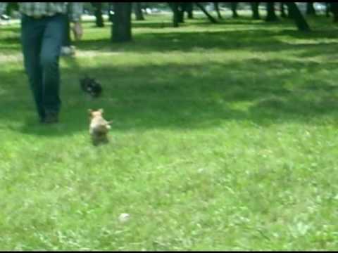 CACHORROS EN LA RAMBLA I