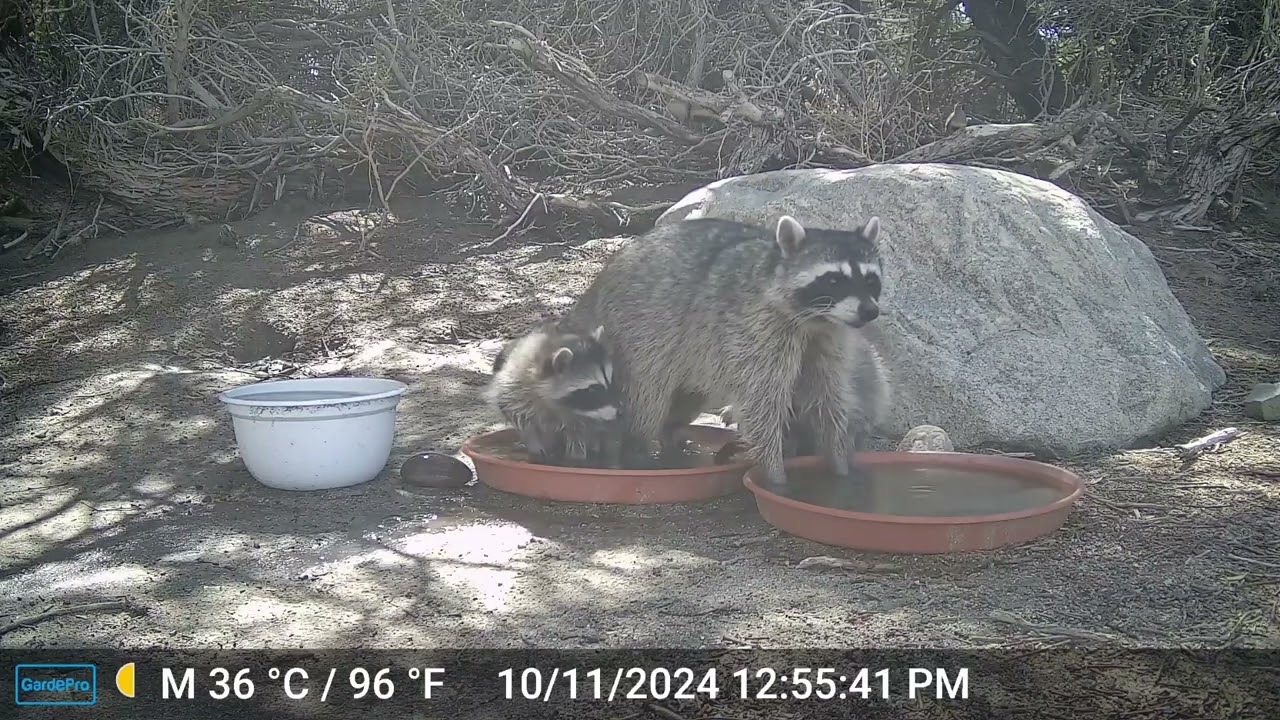 S2E33: Raccoon Mom And Her Two Kits Visit The Water Saucers