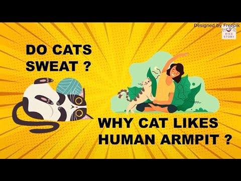 why cat likes human armpit ?