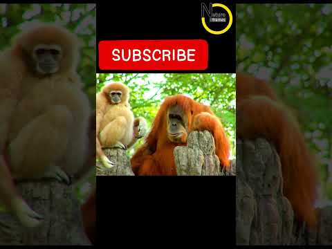 Orangutan show so much love for a baby gibbon