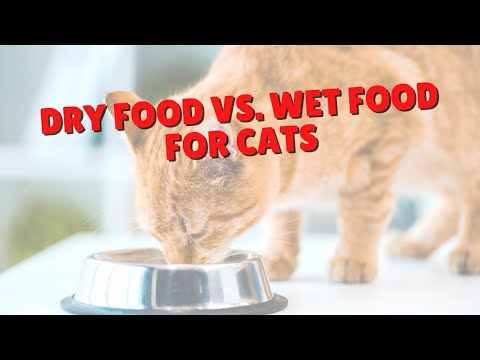 Feed THIS To Avoid Feline Illness | Two Crazy Cat Ladies