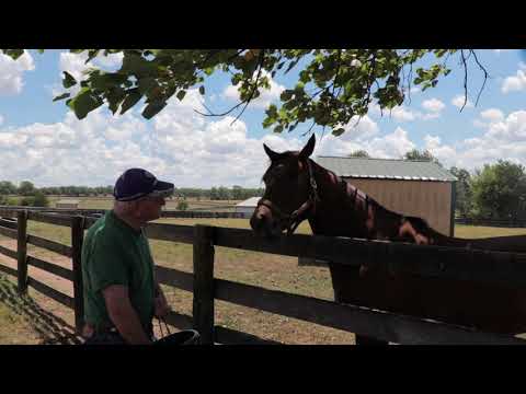 Old Friends Virtual Tour - Green Mask 2020