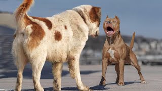 The Only 8 Dog Breeds That Could Defeat a Pitbull