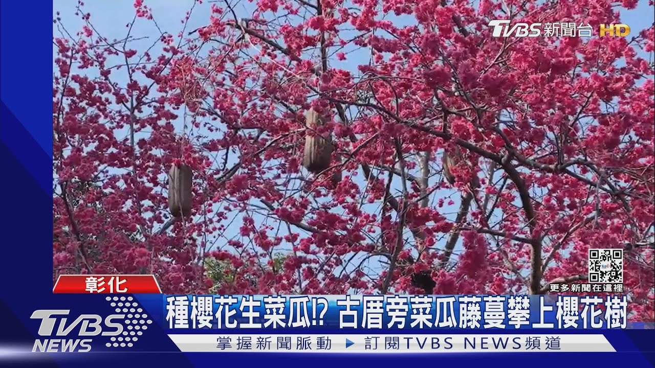 種櫻花生菜瓜? 古厝旁菜瓜藤蔓攀上櫻花樹