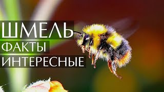 Шмель - интересные факты.