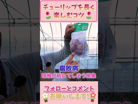 春に美しい花を咲かせるためにチューリップの球根を植える時期はいつ頃でしょうか?やり方は？ +ビデオ  庭園