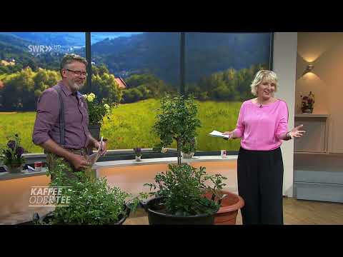 So pflegen Sie Ihre Rosen für Balkon und Terrasse | Kaffee oder Tee