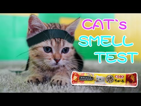 [Funny cats] Cat Sense of smell test, can they still find food by covering their eyes
