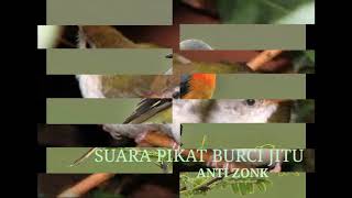Download lagu Suara pikat burci jitu anti zonk mp3