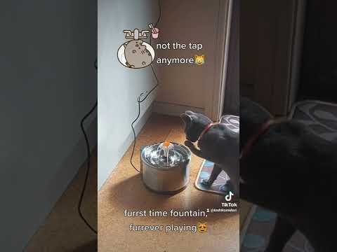 Russian Blue Kitten Toshiko Furrst Time Water Fountain #catlover