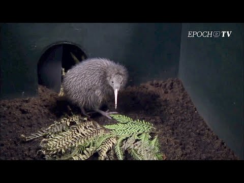 Land of the Long White Cloud | CLIP | Mythical Roads