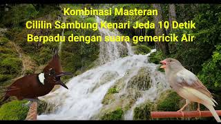 Download lagu Masteran Suara Cililin Sambung Kenari Jeda 10 Detik | Suara Alam Bikin Gacor Panjang 🔥 mp3
