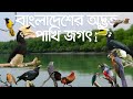 13 strange and beautiful birds of Bangladesh! 13 Birds of Bangladesh | 10 SOLUTIONS