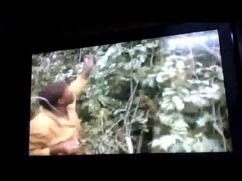 Video Play
