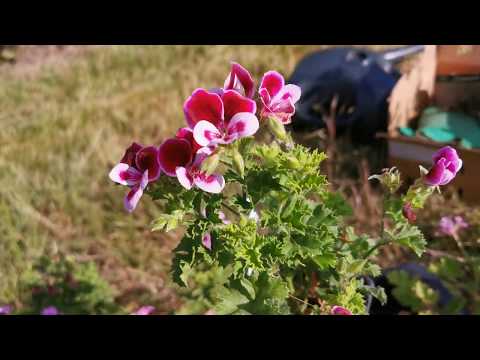 Fragrant geraniums...But actually scented pelargoniums!!! Very easy patio pot plants to grow in UK