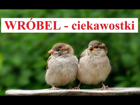 SPARROW - interesting facts about birds and animals