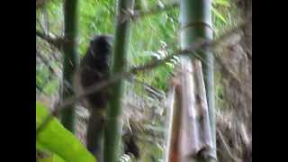 preview picture of video 'lémuriens parc Marojejy à Madagascar'