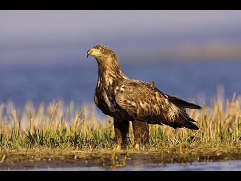 BIELIK / Bieliki na Stawach Milickich / RYTMY NATURY W DOLINIE BARYCZY