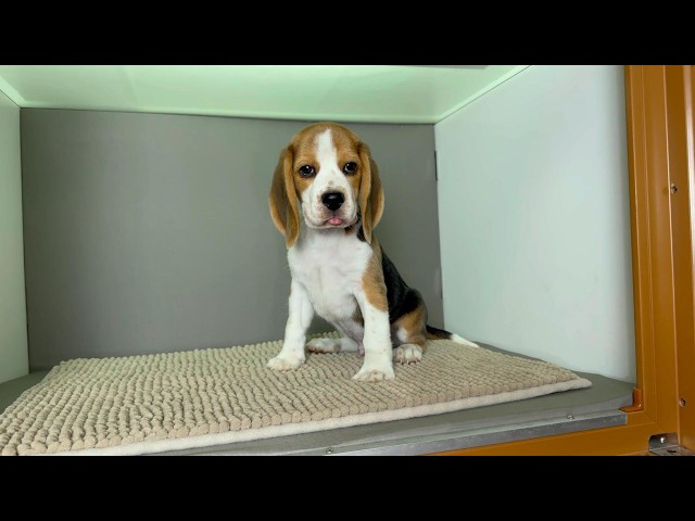 (子犬) 犬種：ビーグル 男の子 ブリーダー マロニエケンネル　MARRONNIER KENNEL k4136の画像