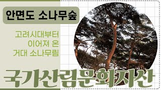 [#국가산림문화자산] 안면도 소나무숲